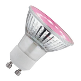 Ampoule horticole LED Paulmann - GU10 - 3,5W - 1100K - 230V